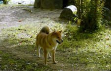 狗子