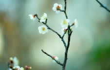 梅花